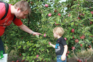 Apple Picking in Russel Orchard