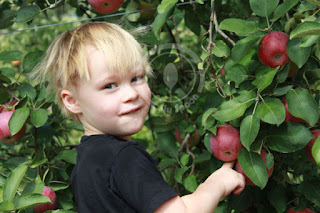 Apple Picking in Russel Orchard