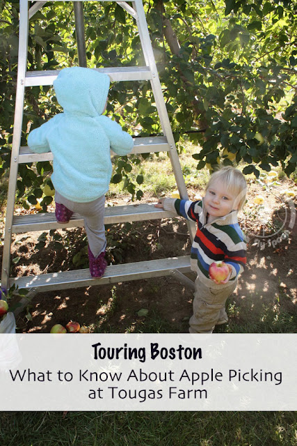 What to Know About Apple Picking at Tougas Farm
