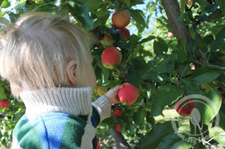 Picking apples at Tougas Farm