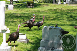 wild turkeys at Mount Auburn Cemetery