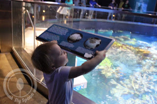 New England Aquarium with Kids