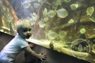 New England Aquarium with Kids
