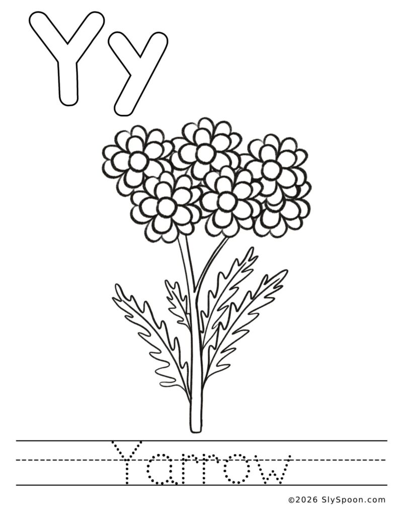 St. Patrick’s Day letter Y color and trace worksheet with a yarrow flower picture and the word yarrow to trace