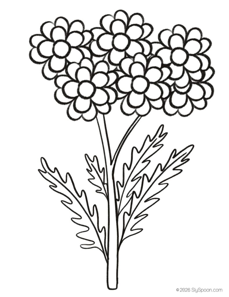 St. Patrick’s Day yarrow flower coloring page for kids, free printable holiday worksheet for preschool and kindergarten