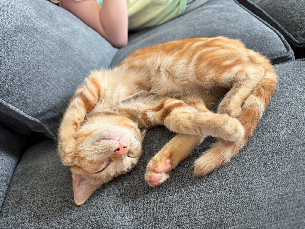 Frost Form Cat Tax - Orange cats